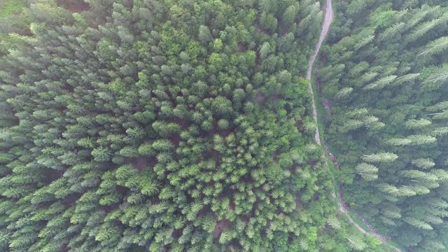 aerial view of a contry road in wild pinetree  forest