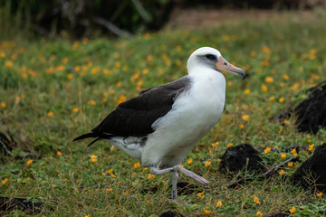Mating time for the albatross