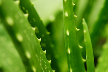 aloe vera plant at green garden