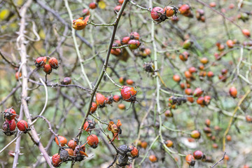 rose hip plant berries closeup view. natural autumn pattern