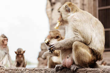 Monkeys sit are eating.