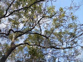 tree in spring