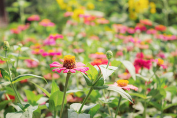 Pink chrysanthemum with sunlight.