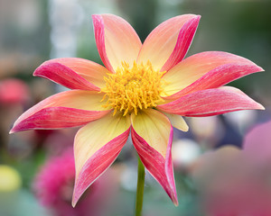 Pink and yellow dahlia