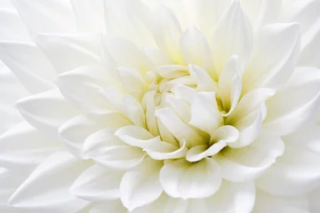 Foto op Plexiglas Close-up van witte dahlia © Merry