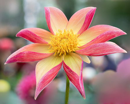 Pink And Yellow Dahlia