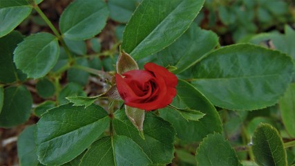 The red rose bud