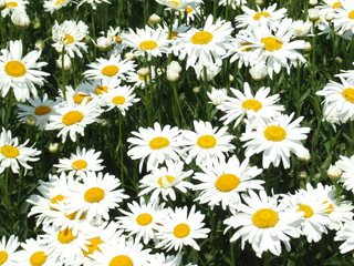 field of daisies