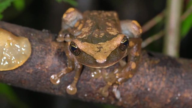 Flat broad-headed tree frog (Osteocephalus planiceps) leaps from a rainforest branch in slow motion in the Ecuadorian Amazon