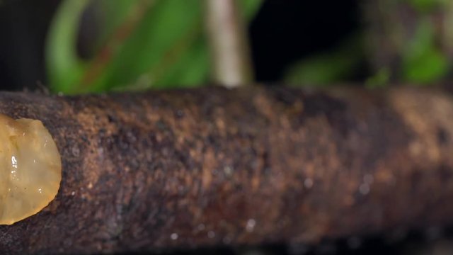 Flat broad-headed tree frog (Osteocephalus planiceps) leaps from a rainforest branch in slow motion in the Ecuadorian Amazon