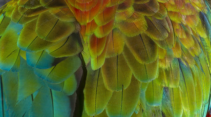 Close up Colorful of Double Catalina Macaw ( Hybrid between Catalina Macaw and Catalina Macaw ) bird's feathers with red yellow orange and blue shades, exotic nature background and texture
