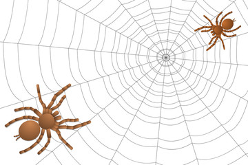 two spiders of a tarantula on a cobweb