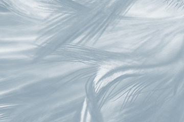 Obraz premium Beautiful White gray colors tone feather texture background