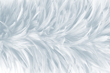 Obraz premium Beautiful White gray colors tone feather texture background