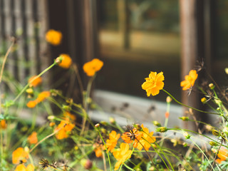 キバナコスモス