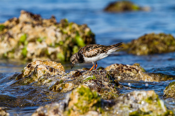 Ruddy Turnstone waders foraging for food Western Australian Coastline