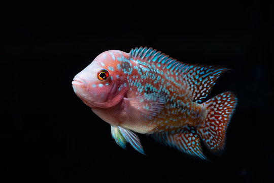 Cichlids fish in a beautiful aquarium