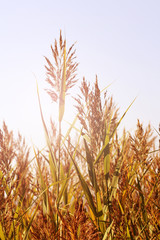 Autumn grass in the sunlight, beautiful Russian nature