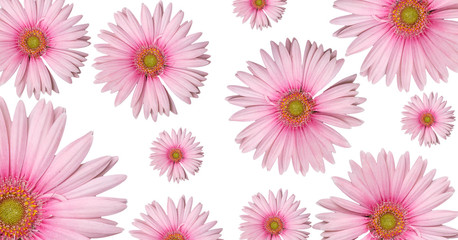 Pink gerbera background
