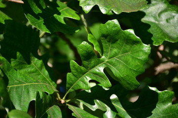 green leaves of a tree