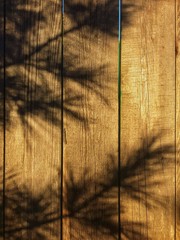 Pine tree shadows wooden surface background