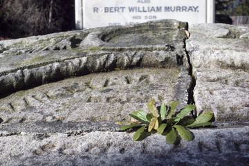 weed on cracked head stone 