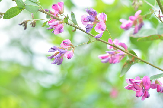 715 件の最適な 萩の花 画像 ストック写真 ベクター Adobe Stock