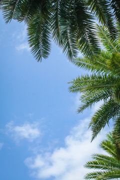 Palm trees and palm leaves seen from below on background of blue sky with white clouds.