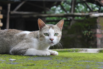 Cat looking 