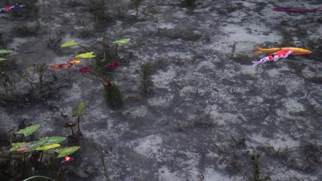 日本の岐阜県にある、名もなき池（通称モネの池）の錦鯉