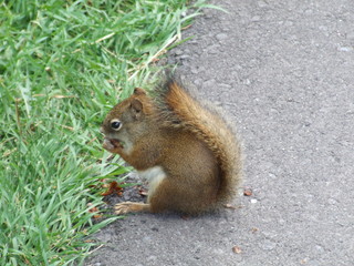 squirrel eating nut