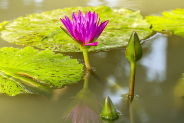 A beautiful pink waterlily three version in pond