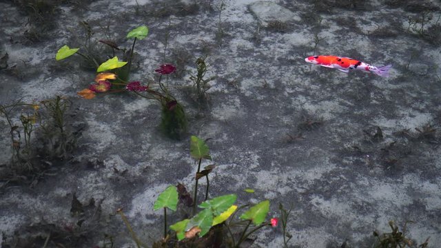 日本の岐阜県にある、名もなき池（通称モネの池）の錦鯉
