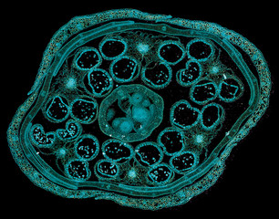 brassica flower - cross section cut under the microscope – microscopic view of plant cells for botanic education