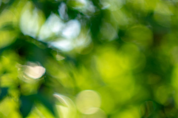 Natural with a bokeh effect a layout of green foliage in a summer garden. Creative background