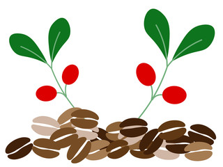 珈琲豆と赤い実のついた枝