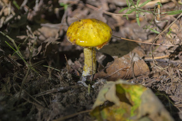 Wild Mushroom