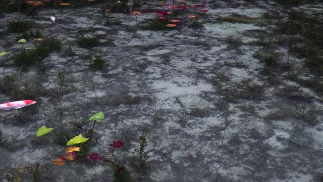 日本の岐阜県にある、名もなき池（通称モネの池）の錦鯉
