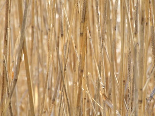 Fototapeta premium Wood