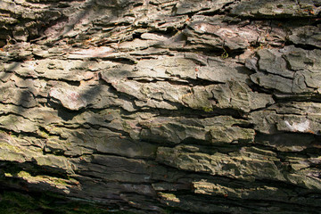 Tree bark, background