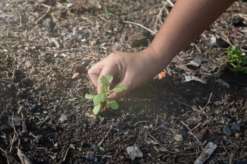 Hands clutching clay and seedlings
