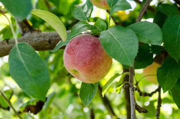 Apple on Tree
