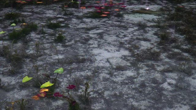 日本の岐阜県にある、名もなき池（通称モネの池）の錦鯉