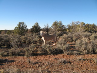 Naklejka premium Wild horse