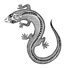 Silhouette of a detailed exotic wild lizard.