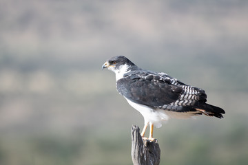 Augur buzzard in Masai Mara, Kenya.