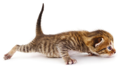 Small brown kitten.