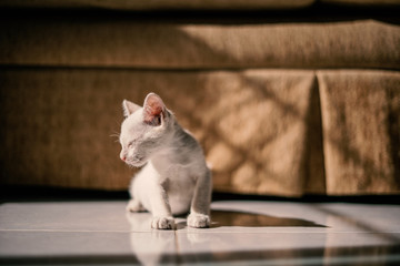 White cat sitting next to the couch