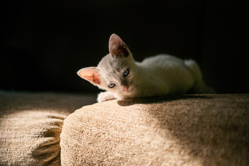White cat on the couch