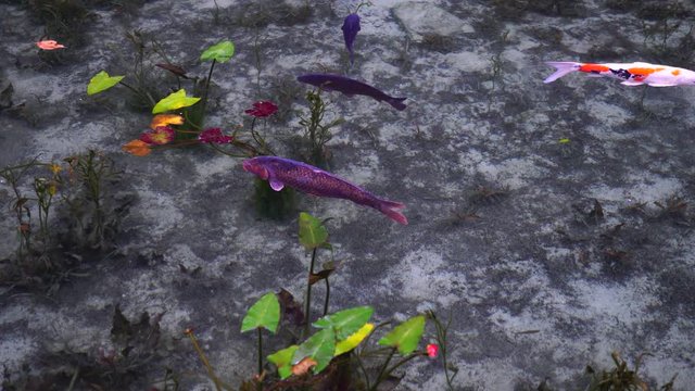 日本の岐阜県にある、名もなき池（通称モネの池）の錦鯉